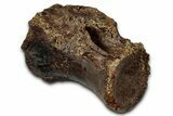 Fossil Tyrannosaur (Nanotyrannus) Caudal Vertebra - Montana #353278-1